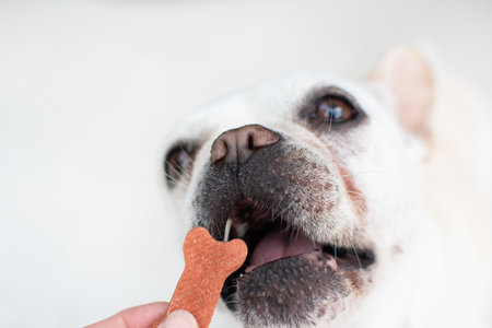 French bulldog with a wooden bone in the mouth on a white backgroundの写真素材