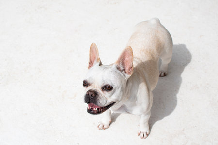 French bulldog on white background. Close-up. Selective focus.の写真素材