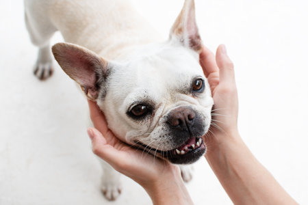 French bulldog dog in the hands of a woman on a white backgroundの写真素材
