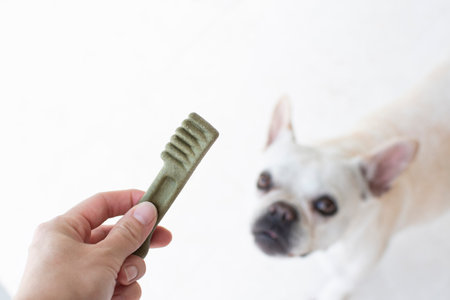 French bulldog and woman hand holding brush for dog grooming on white backgroundの写真素材