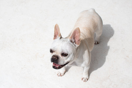 French bulldog on white background. Top view. Copy space.の写真素材