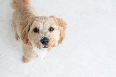 Cocker Spaniel dog looking up on white background with copy spaceの写真素材