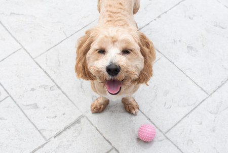 Cute dog wants to play with a ball. Dog portrait. Dog is ready to play