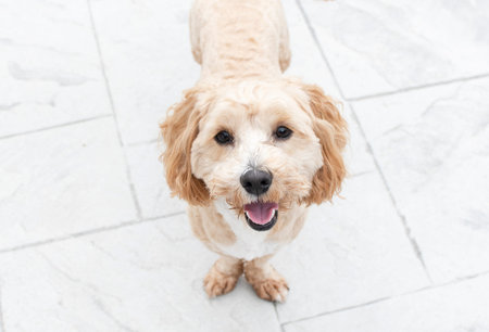 Cute dog is looking at camera and smiling. Top view.