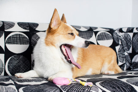 Cute welsh corgi dog lying on sofa at home.の写真素材