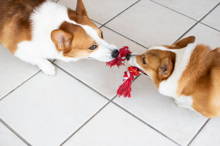 two welsh pembroke corgies play tug of war. Playing dogs.の写真素材