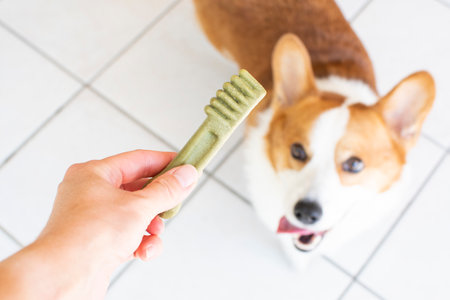 Cute welsh corgi dog with a brush.の写真素材