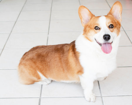 Welsh Corgi Pembroke sitting on the floorの写真素材