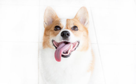 Welsh Corgi Pembroke dog lying on white backgroundの写真素材