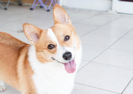 Welsh corgi dog with tongue out on the floor at homeの写真素材