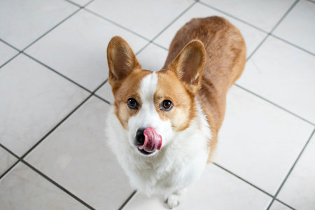 Welsh Corgi Pembroke dog with tongue outの写真素材
