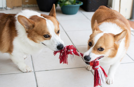 two welsh Pembroke Corgies play tug of war. Playing dogs.の写真素材
