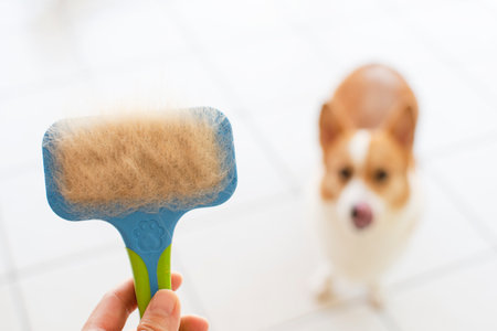 Problems with dogs' wool. Concept annual molt, coat shedding, molting dogs.の写真素材