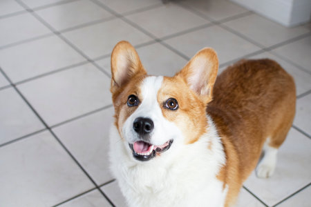 Welsh Corgi Pembroke Welsh Corgiの写真素材