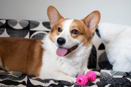 Welsh Corgi Pembroke lying on a sofaの写真素材