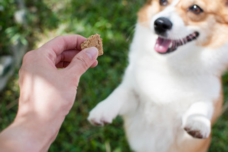Cute Welsh corgi dog playing with a cookie in the gardenの写真素材