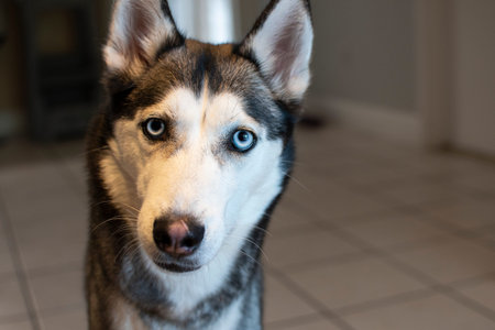 Portrait of Siberian husky with the blue eyes