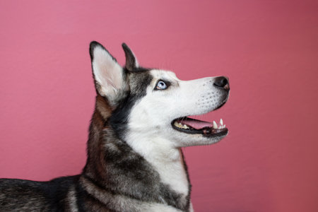 Portrait of Siberian Husky dog on the pink backgroundの写真素材