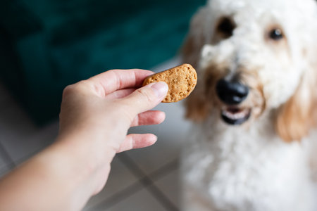 Human hand offering a treat to a dog. Golden doodle getting a treat cookie from the owner. Dog card concept. Copy spaceの写真素材