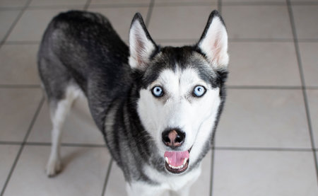 Portrait of a Siberian husky with the blue eyesの写真素材