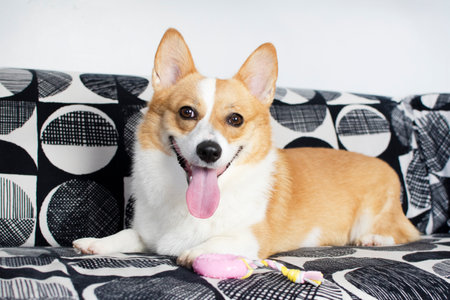 Cute Welsh Pembroke Corgi dog playing with a pink toy on the couch. Portrait of the dog. Dog on the couchの写真素材