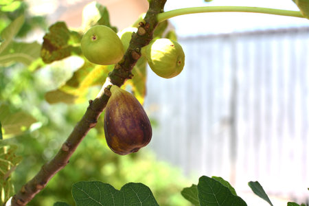 Close-up of a fig fruit on a tree. Fig tree brown turkey. Growing fruits at the backyard. Gardening conceptの写真素材