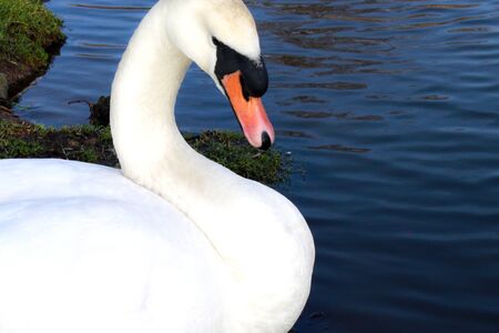 Swanの写真素材