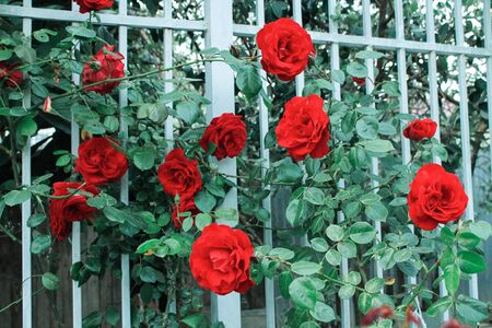 The rose blooms with beautiful fragrant flowers. Many flowers roses hang down to form a wall of flowers. Decorative fence, flower arch, decoration for wedding, birthday, garden and parkの写真素材