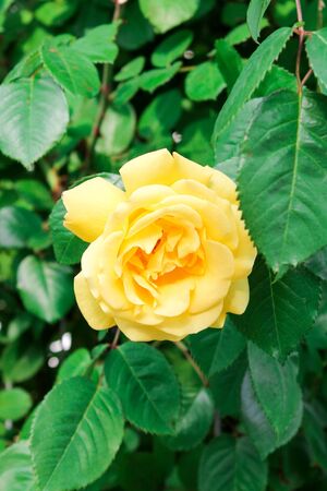 Yellow rose blooms in the park. Romantic rose flowers in the bright sun. Decorative fence, flower arch, decoration for wedding, birthday, garden and parkの写真素材