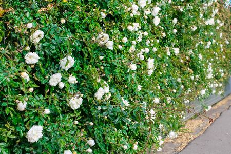 The rose blooms with beautiful fragrant flowers. Many flowers roses hang down to form a wall of flowers. Decorative fence, flower arch, decoration for wedding, birthday, garden and parkの写真素材
