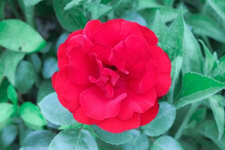 Red rose blooms in the park. Romantic scarlet rose flowers in the bright sun. Decorative fence, flower arch, decoration for weddings, gardens and parksの写真素材