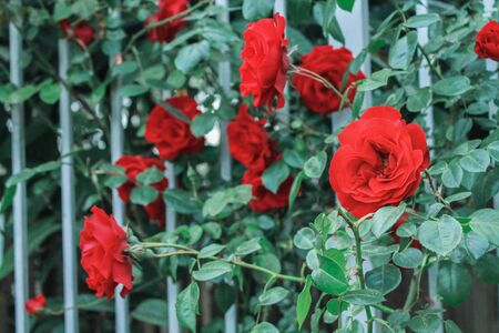 The rose blooms with beautiful fragrant flowers. Many flowers roses hang down to form a wall of flowers. Decorative fence, flower arch, decoration for wedding, birthday, garden and parkの写真素材