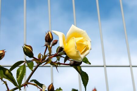 White rose blooms in the park. Romantic rose flowers in the bright sun. Decorative fence, flower arch, decoration for wedding, birthday, garden and parkの写真素材