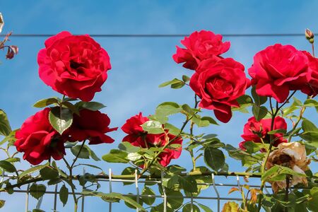 The rose blooms with beautiful fragrant flowers. Many flowers roses hang down to form a wall of flowers. Decorative fence, flower arch, decoration for wedding, birthday, garden and parkの写真素材