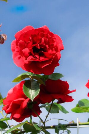 The rose blooms with beautiful fragrant flowers. Many flowers roses hang down to form a wall of flowers. Decorative fence, flower arch, decoration for wedding, birthday, garden and parkの写真素材