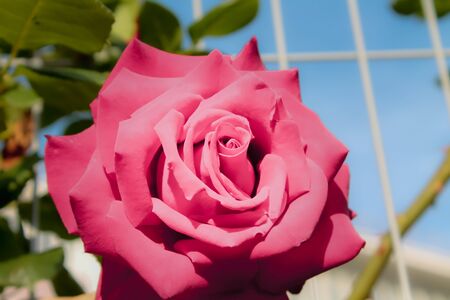 Red rose blooms in the park. Romantic scarlet rose flowers in the bright sun. Decorative fence, flower arch, decoration for weddings, gardens and parksの写真素材