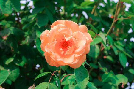 Yellow rose blooms in the park. Romantic rose flowers in the bright sun. Decorative fence, flower arch, decoration for wedding, birthday, garden and parkの写真素材