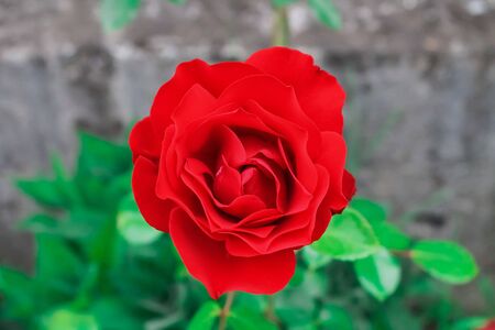 Red rose blooms in the park. Romantic scarlet rose flowers in the bright sun. Decorative fence, flower arch, decoration for weddings, gardens and parksの写真素材
