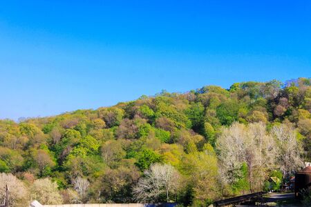 Natural forest grows on a mountain against a blue sky. Beautiful forest of wild plants without people. Trees are grown without control. Selective focusの写真素材