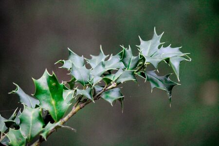 Thorny bush grows in the forest. Wild plants in nature. Close-upの写真素材