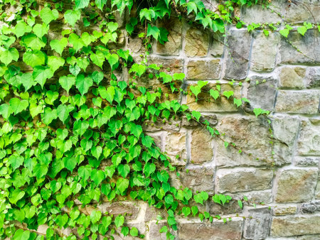 Sochi, Russia, 20 june 2020. The plant weaves along the wall of the rocky brick wall of the castle...
