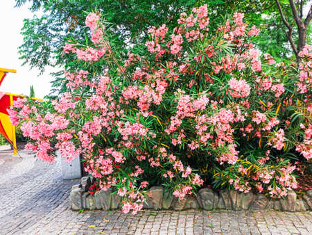 Sochi, Russia, summer of 2020. Deserted paths among trees and beautiful flower beds for walks in Sochi Park. Quarantine, coronavirus. No people. City attractionのeditorial素材