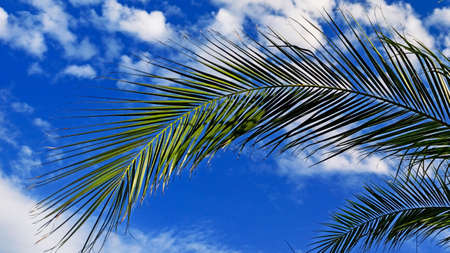 Palm leaves in sunshine on blue sky background close up, copy space. Concept summertime, vacation, tropics, nature, exotic. High quality photoの写真素材