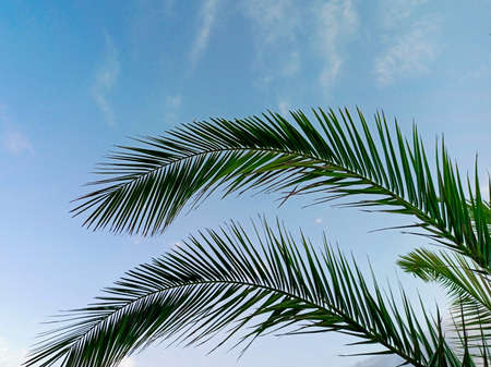 Palm tree on a background of blue sky with white clouds on a sunny day. Beautiful tropical landscape of dreams on a summer background for rest and relaxationの写真素材