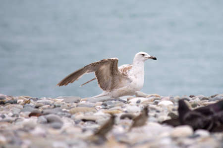 Close up portrait view of a seagull against the seashore. A white bird sits on a rocky beach. Natural blue water background.の写真素材