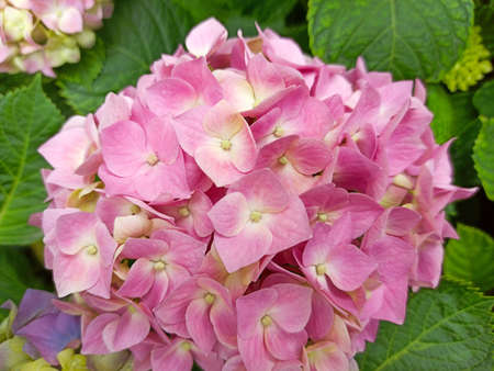 Pink flowers of hydrangea close-up. Natural hydrangea flowers background. Hydrangea macrophylla - Beautiful bush of hortensia flowersの写真素材