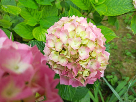 Hydrangea flower, Hydrangea macrophylla, blooming in spring and summer in a garden. Hydrangea macrophylla, beautiful bush of hortensia flowers in park. の写真素材
