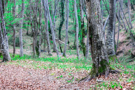  A forest without people. Green trees, grass and moss, wildlife, a place for travel and hiking. The concept of clean nature, healthy lifestyle. Selective focuse. High quality photoの写真素材