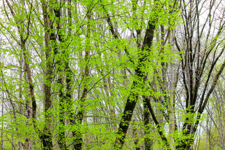  A forest without people. Green trees, grass and moss, wildlife, a place for travel and hiking. The...