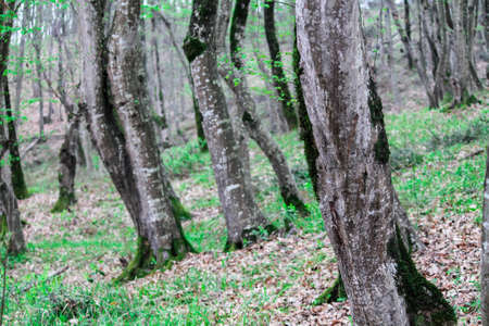 Beautiful forest of wild plants without people. Trees grown without control. Natural forest. Selective focus. High quality photoの写真素材